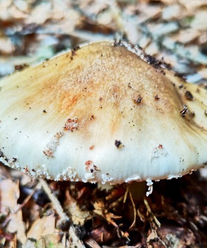 Büdinger Wald Röhrlinge
