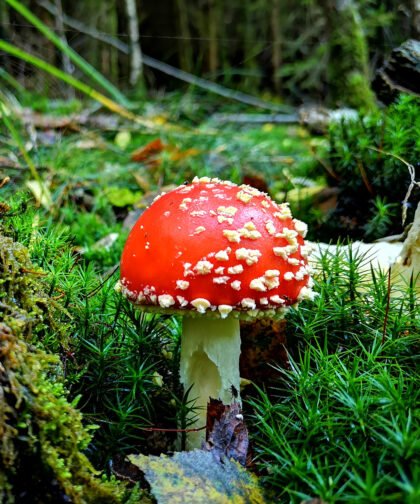 Fliegenpilze 3 Büdinger Wald