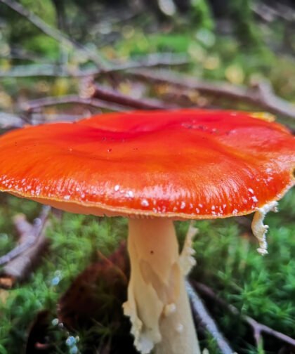 Fliegenpilze Büdinger Wald