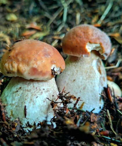 Steinpilze Büdinger Wald