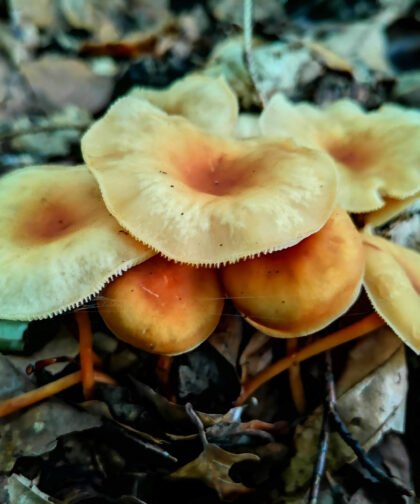 Pfifferlinge 3 Büdinger Wald