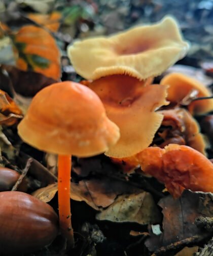 Pfifferlinge 3 Büdinger Wald