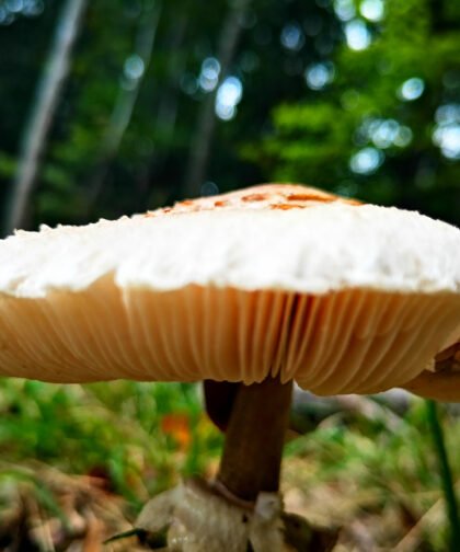 Kahler Krempling Büdinger Wald