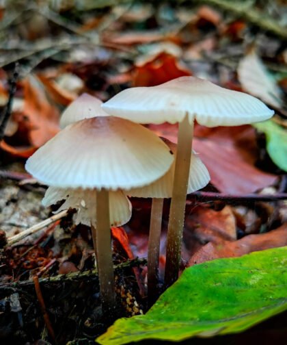 Pilzart Büdinger Wald