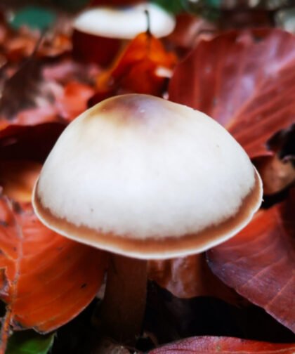 Pilze Büdinger Wald