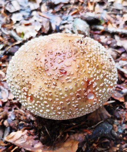 Parasol Büdinger Wald