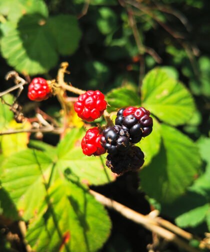 Brombeere Büdinger Wald