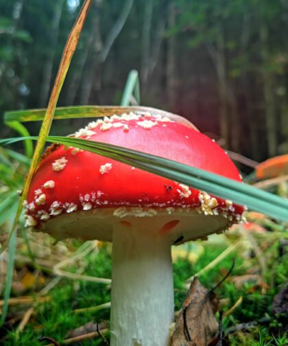 Fliegenpilze 2 Büdinger Wald