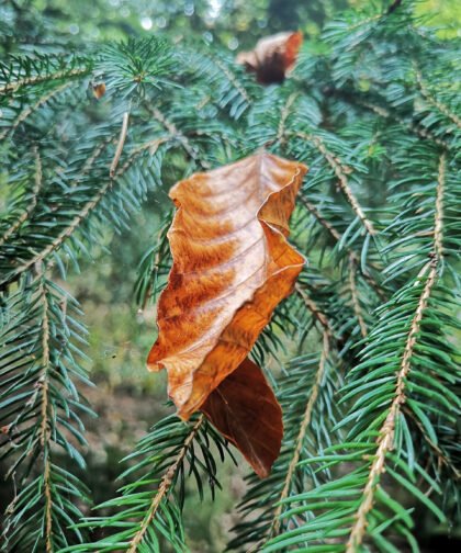 Blatt & Nadelhölzer Büdinger Wald