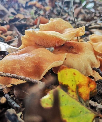 Pfifferlinge 2 Büdinger Wald
