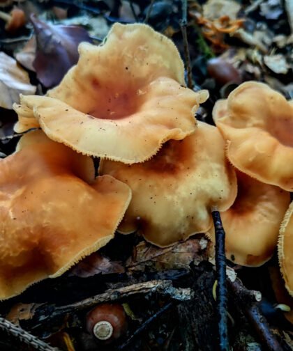 Pfifferlinge Büdinger Wald
