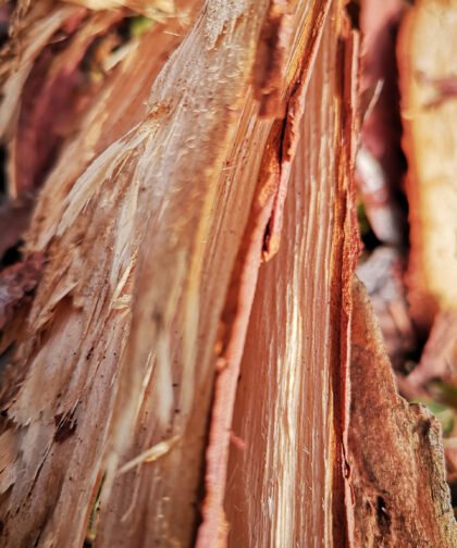Holz Büdinger Wald