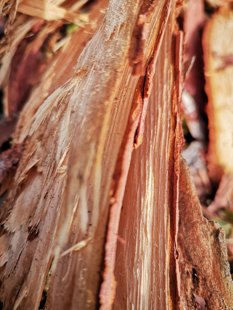 Holz Büdinger Wald