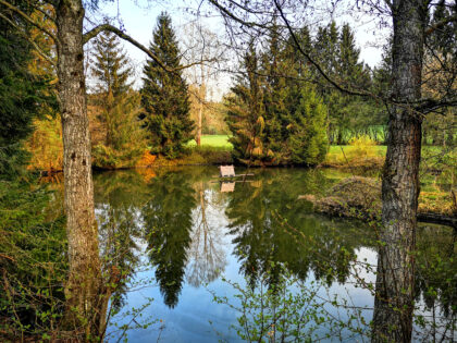 Weiher im Wald 2 - Naturfotos 2020