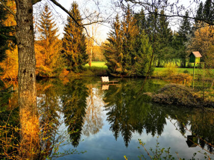 Weiher im Wald - Naturfotos 2020