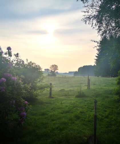 Nebel am Morgen - Naturfotos 2020