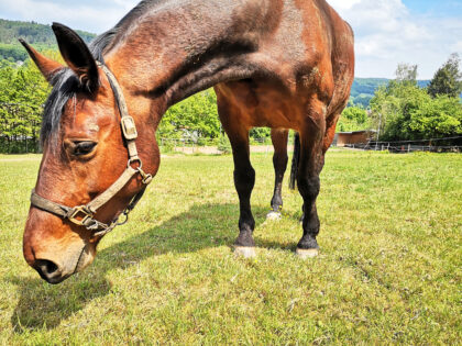 Pferd Nahaufnahme, Tiere