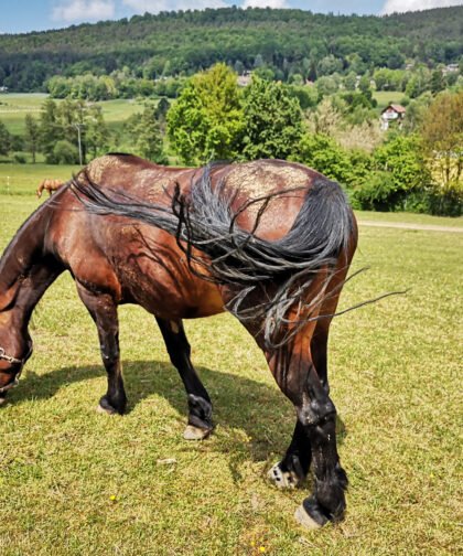 Pferd von der Seite 5, Tiere