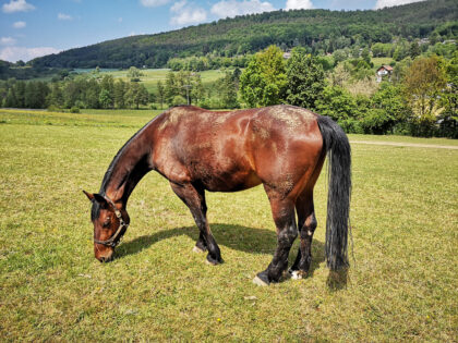 Pferd von der Seite 4, Tiere