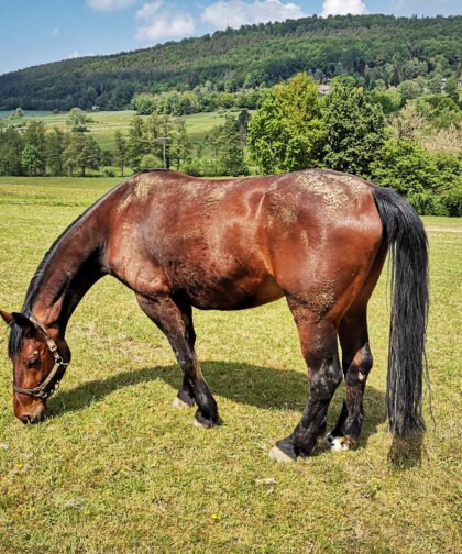 Pferd von der Seite 4, Tiere