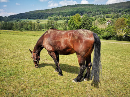 Pferd von der Seite 3, Tiere