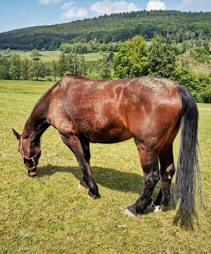Pferd von der Seite 3, Tiere