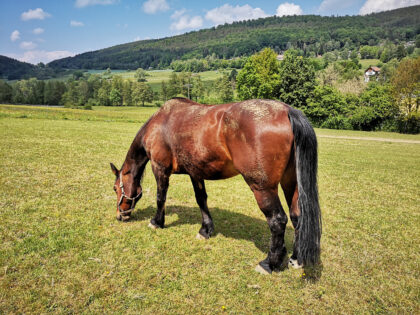 Pferd von der Seite 2, Tiere