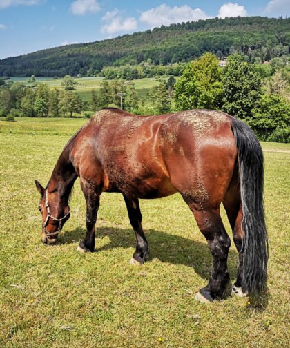 Pferd von der Seite 1, Tiere