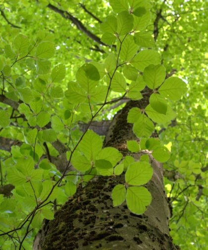 Blattbaum 3 Siebentischwald Augsburg