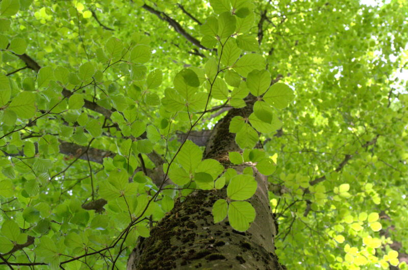 Blattbaum 3 Siebentischwald Augsburg