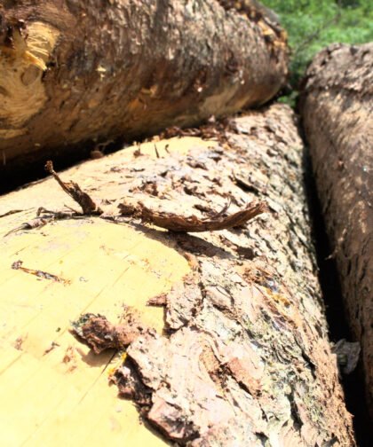 Holz Siebentischwald Augsburg