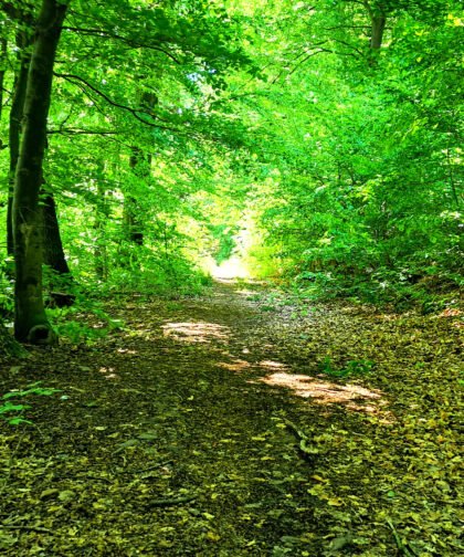 Waldweg Siebentischwald Augsburg