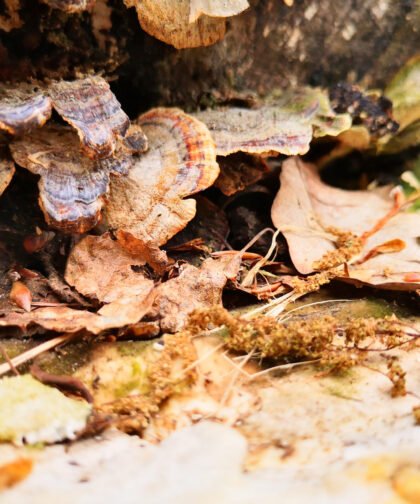 Rinde und Pilze Siebentischwald Augsburg