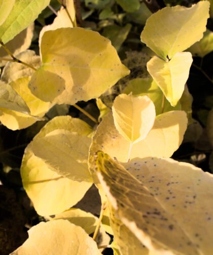 Herbstblätter