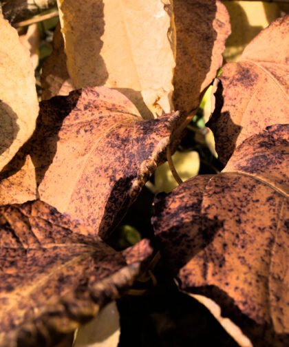 Herbstblätter