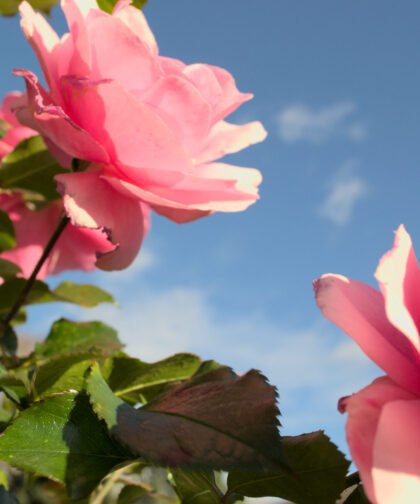 Rosa Rosen