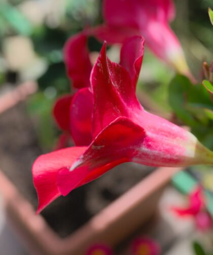 Rote Blumen